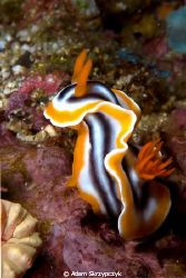 Poser nudi by Adam Skrzypczyk 